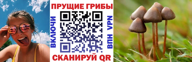 как найти закладки  Шебекино  Галлюциногенные грибы MAGIC MUSHROOMS 